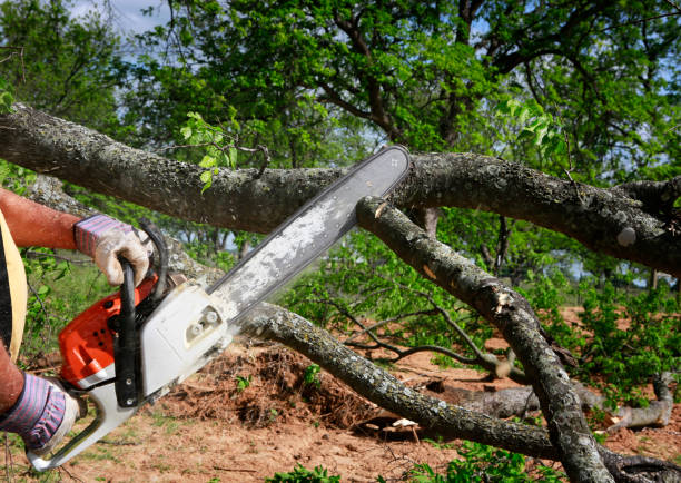 The Steps Involved in Our Tree Care Process in Townsend, DE